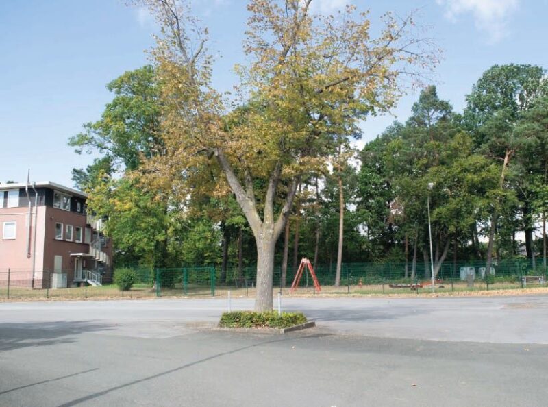 Bestandsbaum, im Hintergrund ehem. Firmensitz